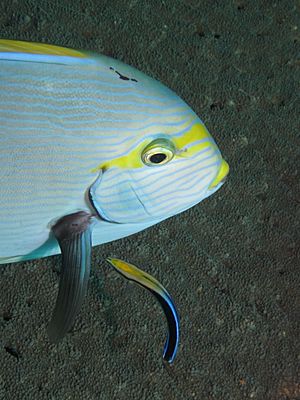 Cleaner wrasse with a client