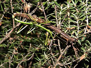 Clitarchus tepaki mating pair at Spirits Bay, Northland, New Zealand