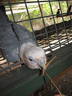 Cockatoo hybrid -Flying High Bird Habitat, Australia-8a