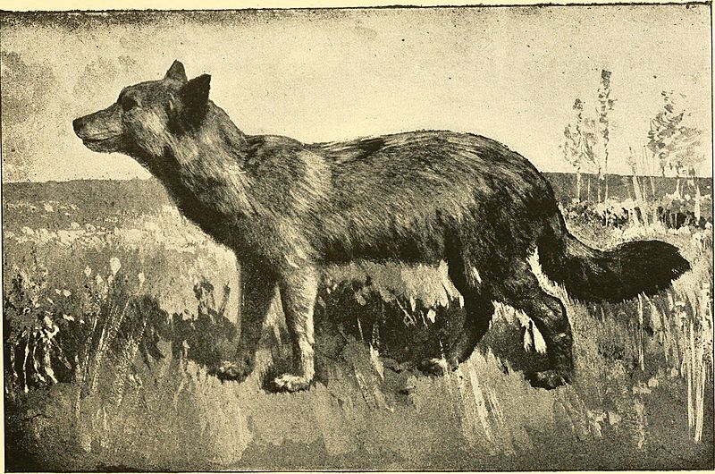 Commissioners' report (1892) (14569119587)