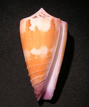 Conus circumactus 001.jpg