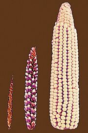 Cornselection