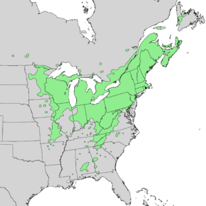 Cornus alternifolia range map 1.png