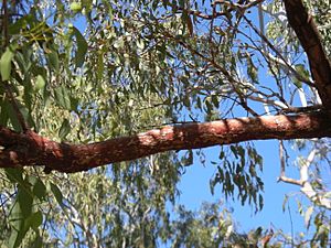 Corymbia erythrophloia bark