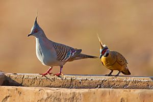 Crested pigeons and spinifex pigeons