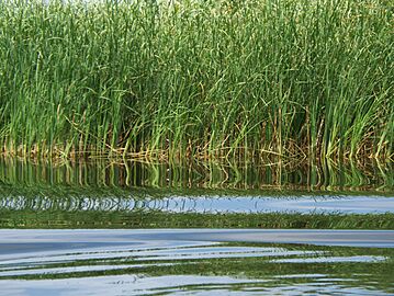 Danube Delta Reeds