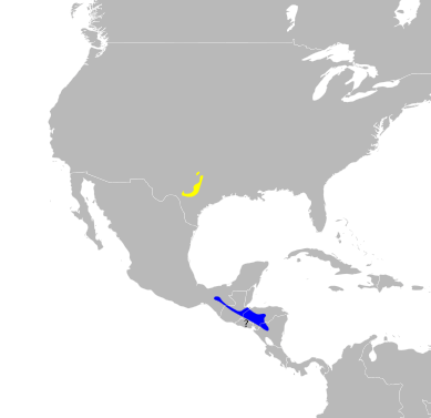 Dendroica chrysoparia map