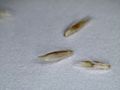 Deschampsia cespitosa seed