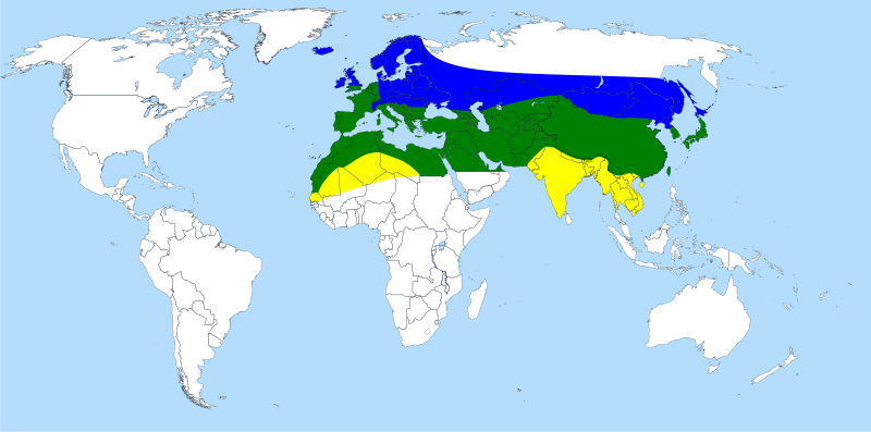 Distribution map Macroglossum stellatarum