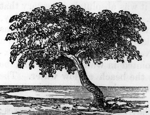 Drawing of the Investigator tree on Sweers Island 1857f