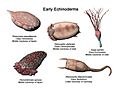 EarlyEchinoderms NT