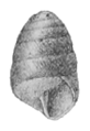 Edentulina moreleti shell 4