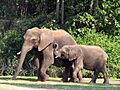 Elephants