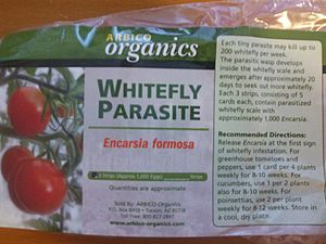 Encarsia formosa, an endoparasitic wasp, is used for whitefly control