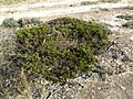 Eremophila decipiens decipiens (habit)