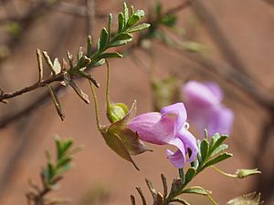 Eremophila punctata Facts for Kids