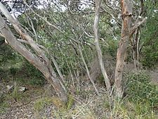 Eucalyptus goniantha bark