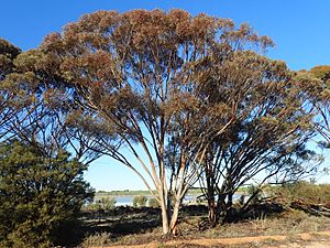 Eucalyptus goniocarpa habit.jpg