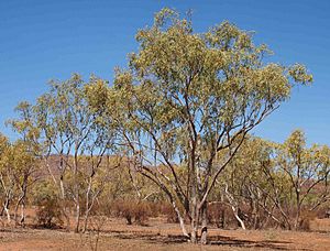 Eucalyptus leucophylla.jpg