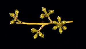 Eucalyptus macarthurii buds