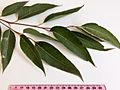Eucalyptus microcorys - adult leaves