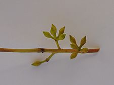 Eucalyptus nova-anglica buds