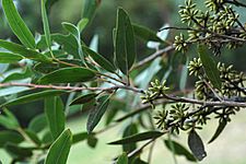 Eucalyptus sparsifolia foliage and flower buds