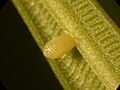 Euploea core egg