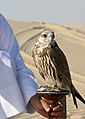 Falco cherrug Qatar