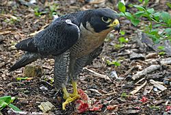 Falco peregrinus-Nova Scotia Canada-eating-face right