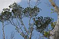 Ficus microcarpa var. nitida 2zz