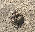 Fiddler Crabs Fighting in Belle Hall, Mount Pleasant, South Carolina on March 24, 2023