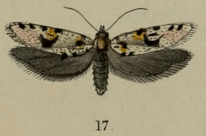 Fig 17. Plate XLIII Eurythecta robusta.png