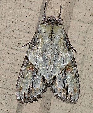 Fluid Arches Moth (Morrisonia latex - Hodges10291).jpg
