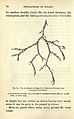 Foundations of botany (Page 70) BHL23641898