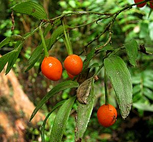 Frutos Luzuriaga radicans