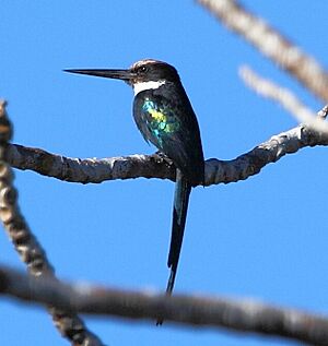 Galbula dea - Paradise Jacamar.JPG