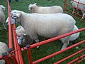 Galway (Breed of Sheep)