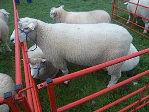 Galway (Breed of Sheep)