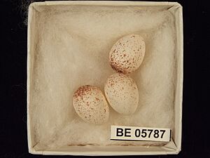 Gerygone fusca exsul eggs from Balranald NSW in Museums Victoria 1976