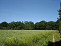 Gosbeck Wood - geograph.org.uk - 1333729