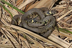 Grass snakes (Natrix natrix) mating coil