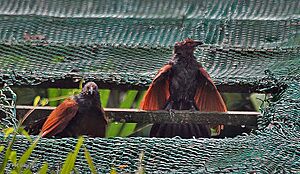 Greater Coucal (Centropus sinensis)- Drying & sunning after rains in Kolkata I IMG 9091