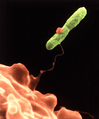 Harmannella entrapping Legionella