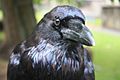 Head of Raven