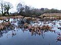 Herstmonceux Park (2)