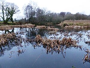 Herstmonceux Park (2)