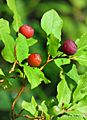 Huckleberry season