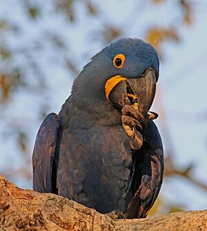Hyacinth macaw (Anodorhynchus hyacinthinus) head.JPG