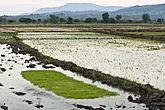 Karonga rice fields